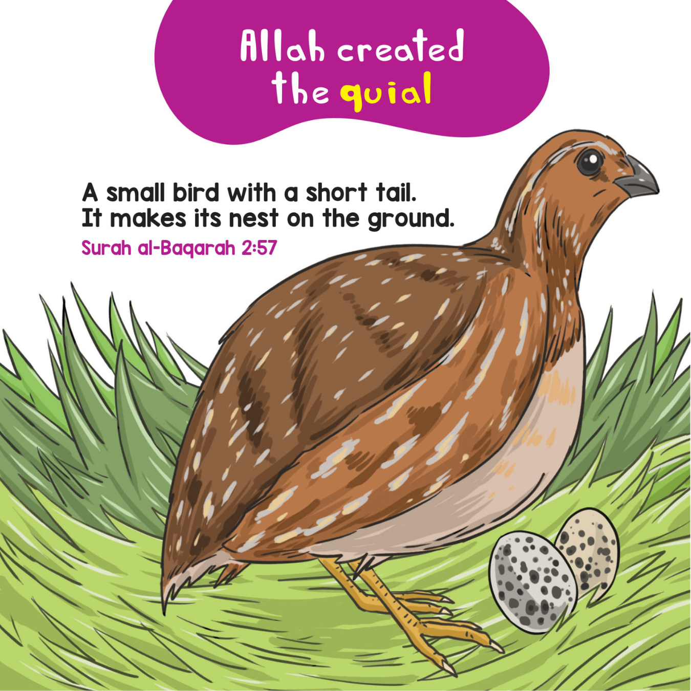 Quran Stories For Kids - Birds And Insects In The Quran